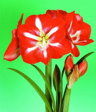 Amaryllis Gestreept