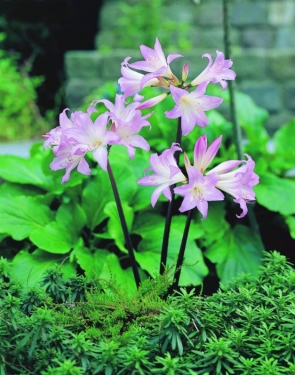 Amarylis Belladonna