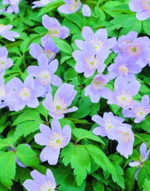Anemonen Robinsoniana