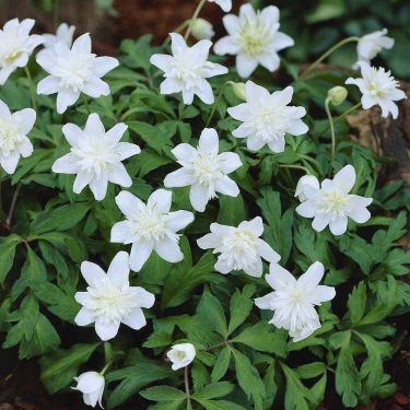 Anemonen Vestal