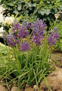 Camassia Quamash 'Blue Melody'