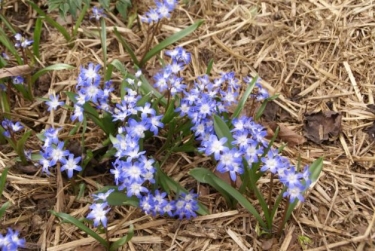 Chionodoxa Forbesii Blue Giant