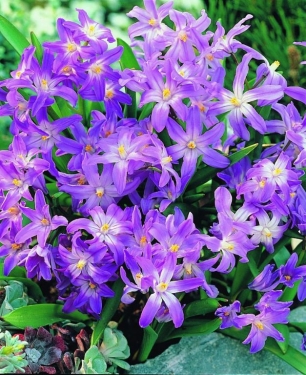 Chionodoxa Pink Giant