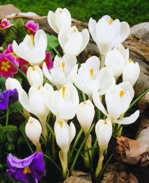 Crocus Vernus Jeanne D'Arc