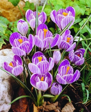Crocus Vernus Pickwick