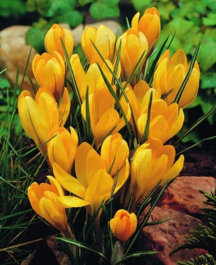 Crocus Vernus Yellow