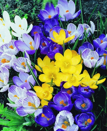 Crocus Vernus Gemengd