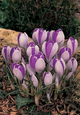 Crocus Vernus Vanguard