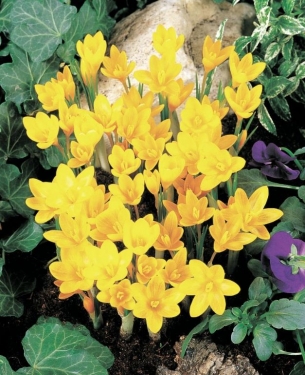 Crocus Ancyrensis 'Golden Bunch'