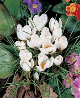 Crocus Bot. Art Schenk