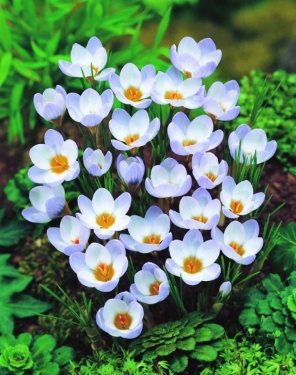 Crocus Bot. Blue Pearl