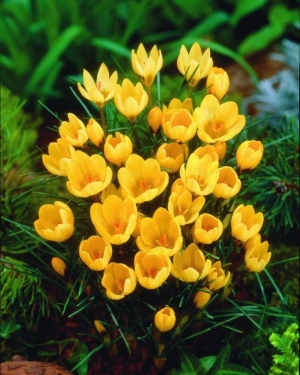 Crocus Bot. Goldilocks