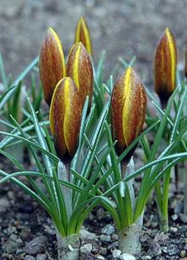 Crocus Bot. Korolkowii
