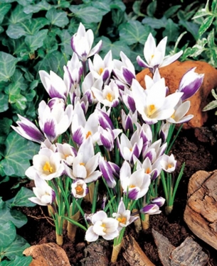 Crocus Bot. Lady Killer