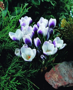 Crocus Bot. Prins Claus