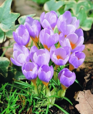 Crocus Bot. Sieberi Firefly