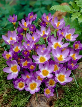 Crocus Bot. Tricolor