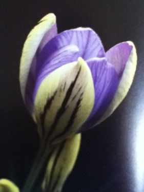 Crocus Bot. Imperati 