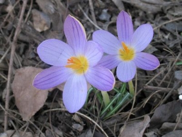 Crocus Bot. Imperati 