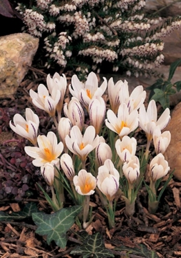 Crocus Bot. Versicolor 'Picturatus' Cloth Of Silver