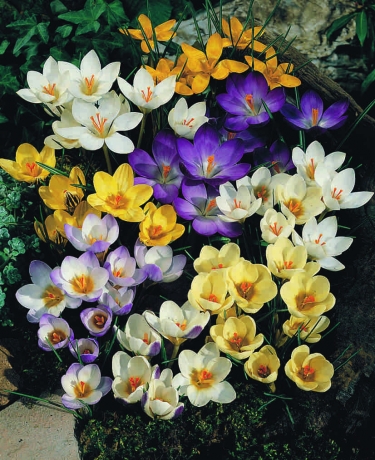 2500 crocus botanique mix 6/+