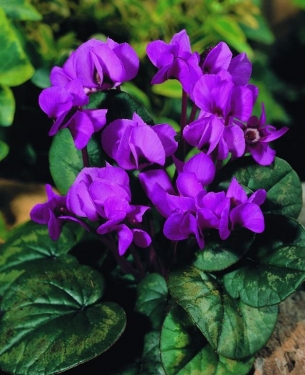 Cyclamen Coum