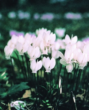 Cyclamen Hederifolium Album
