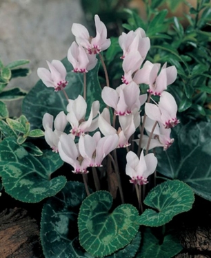 Cyclamen Persicum