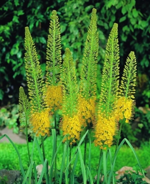 Eremurus Bungei (Stenophyllus)