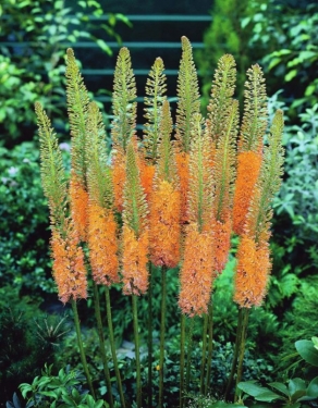 Eremurus Cleopatra (Ruiter Hybriden)