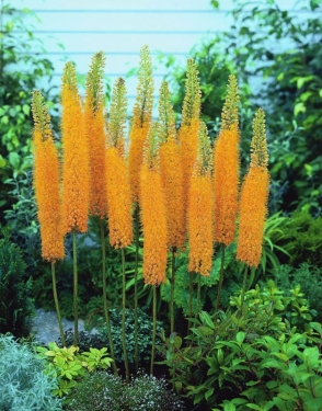 Eremurus Pinokkio (Ruiter Hybriden)