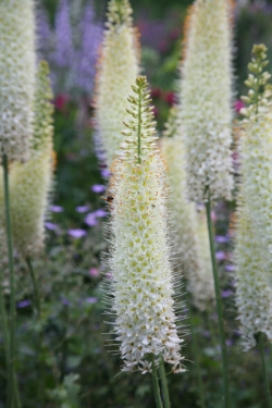 Eremurus White Beauty Favourite (Ruiter Hybriden)