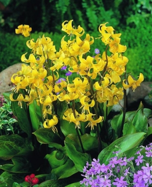 Erythronium Pagoda