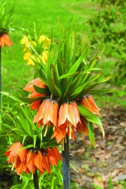 Fritillaria Aurora