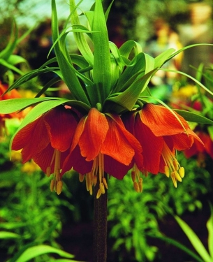 Fritillaria Rubra Maxima
