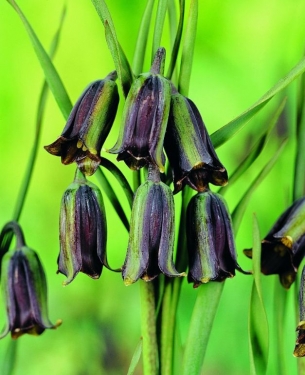 Fritillaria Elwesii