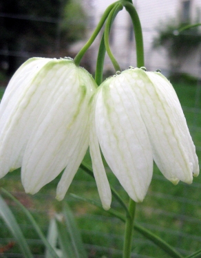 Fritillaria Persica Purple Favorite