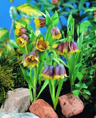 Fritillaria Michailovsky