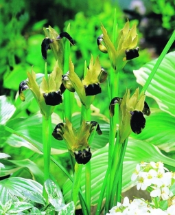 Hermodactylis Tuberosus (Iris Tuberosa)