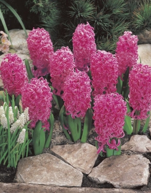 Hyacint Pink Pearl maat 19/+