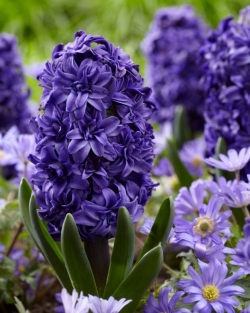 Hyacint Dubbel Blue 'Royal Navy'
