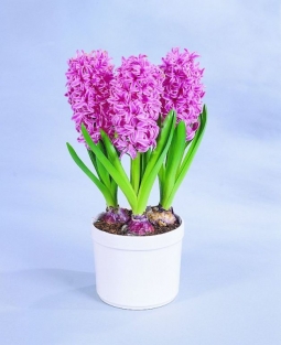 Hyacint Pink Pearl