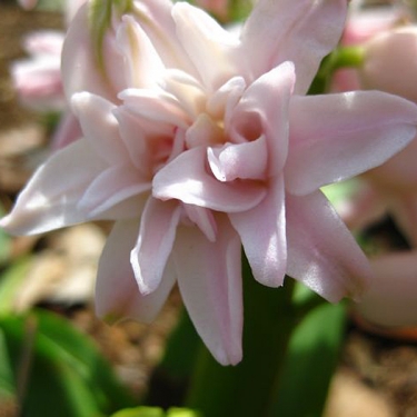 Hyacint Dubbel Pink