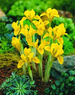 Iris Danfordiae