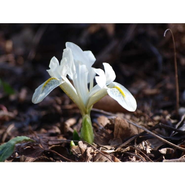 Iris Histrioides Finola