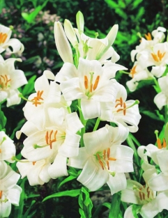 Lilium Candidum