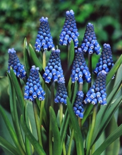 Muscari Aucheri 'Blue Magic'