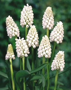 Muscari 'White Magic'