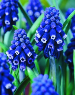 Muscari Neglectum (Racemosum)