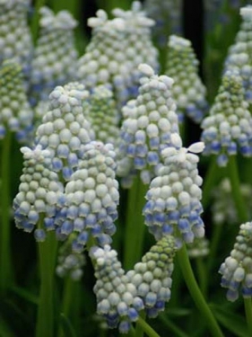Muscari Peppermint (Armeniacum)